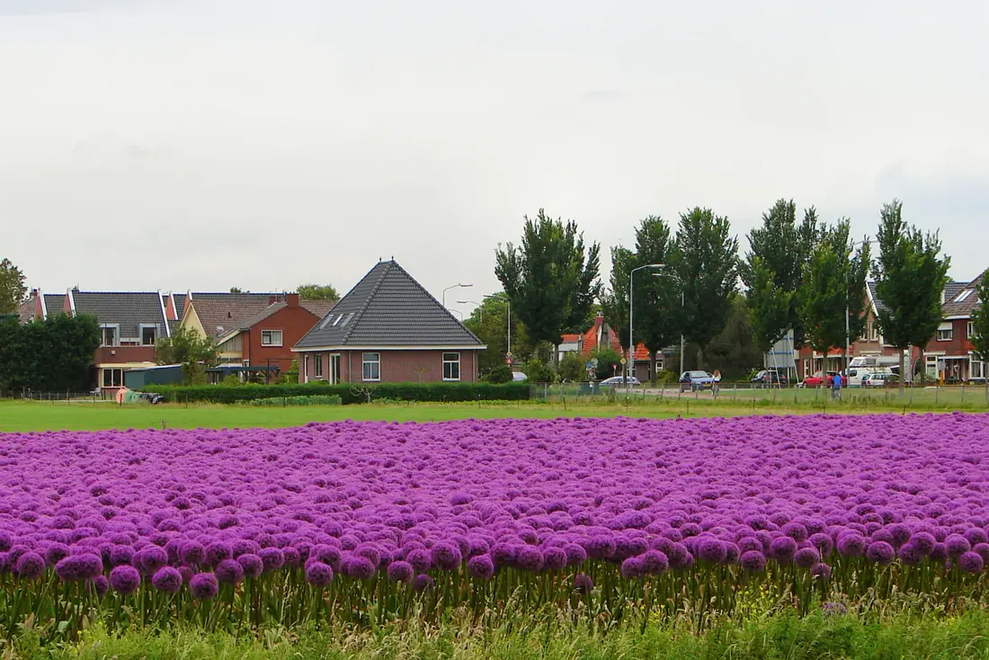 Limmen in de bollenstreek van Noord-Holland